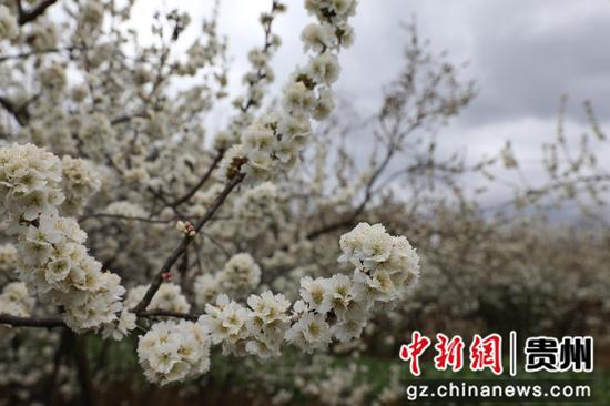 3月7日,赫章县野马川镇双河村樱桃花盛开。谢永奇摄 3月7日,赫章县野马川镇双河村樱桃花盛开。谢永奇摄