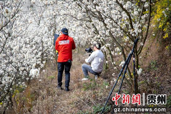 3月7日,赫章县野马川镇双河村樱桃花盛开引来游客。汤斌摄 3月7日,赫章县野马川镇双河村樱桃花盛开引来游客。汤斌摄