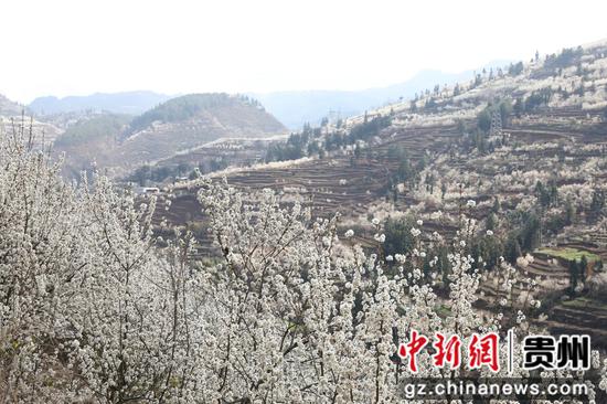 3月7日,赫章县野马川镇双河村樱桃花盛开。陈春志摄 3月7日,赫章县野马川镇双河村樱桃花盛开。陈春志摄