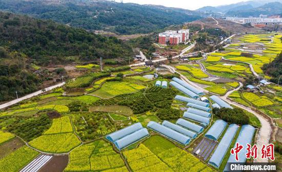 图为航拍从江县贯洞镇的油菜花田景色。吴德军 摄 图为航拍从江县贯洞镇的油菜花田景色。吴德军 摄