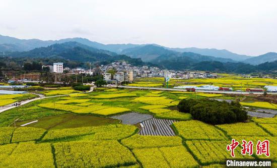 图为航拍从江县贯洞镇的油菜花田景色。吴德军 摄 图为航拍从江县贯洞镇的油菜花田景色。吴德军 摄