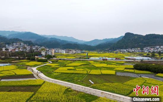 图为航拍从江县贯洞镇的油菜花田景色。吴德军 摄 图为航拍从江县贯洞镇的油菜花田景色。吴德军 摄