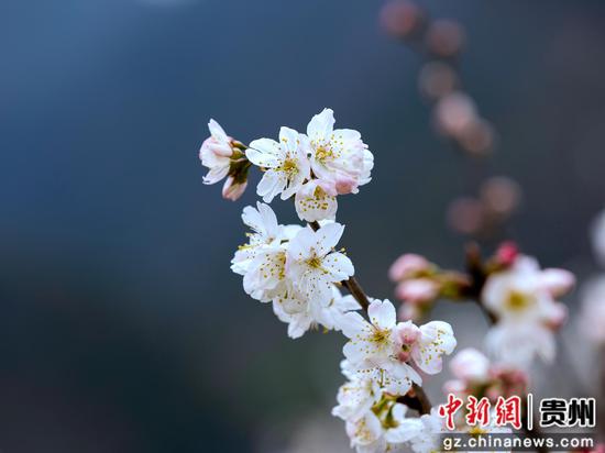 盛开正茂的樱桃花