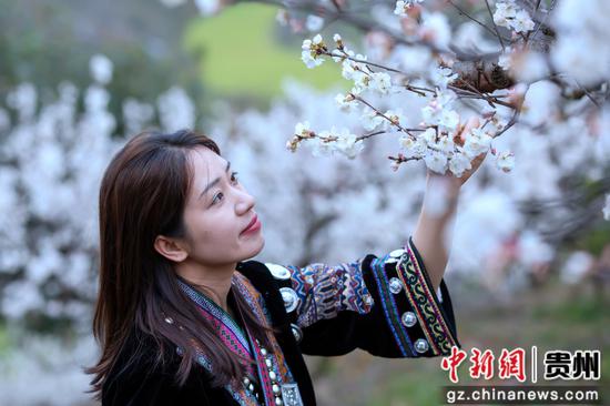 游客在樱桃种植基地游玩赏花
