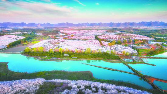 贵安樱花园。唐哲 摄