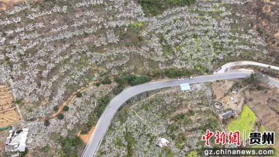 罗甸县木引镇的樱桃种植基地