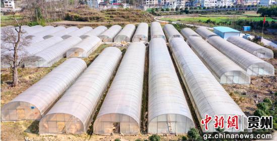甘溪镇辣椒育苗大棚 甘溪镇辣椒育苗大棚