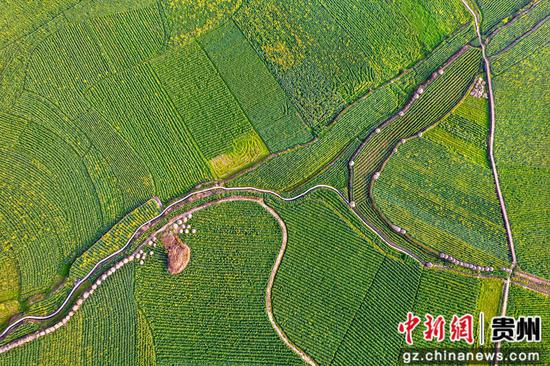 贵州省黔西市洪水镇油菜花田园。 贵州省黔西市洪水镇油菜花田园。