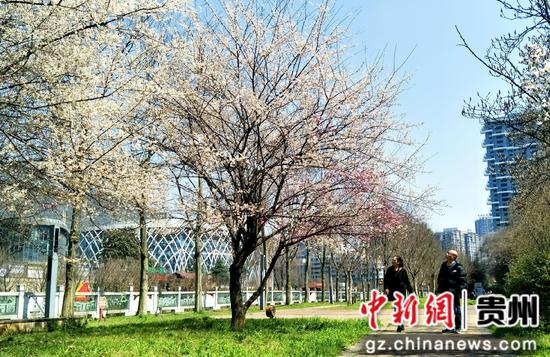 六盘水水城河畔鲜花盛开