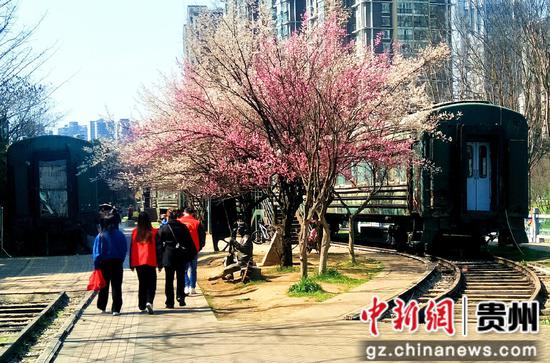 六盘水水城河畔鲜花盛开