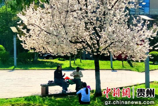 六盘水水城河畔鲜花盛开