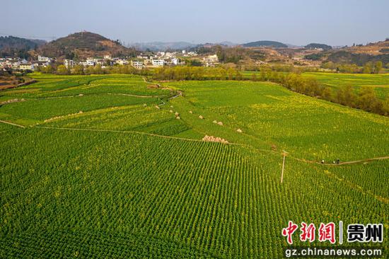 贵州省黔西市洪水镇油菜花田园。 贵州省黔西市洪水镇油菜花田园。