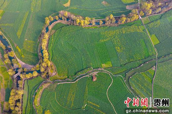 贵州省黔西市洪水镇油菜花田园。 贵州省黔西市洪水镇油菜花田园。