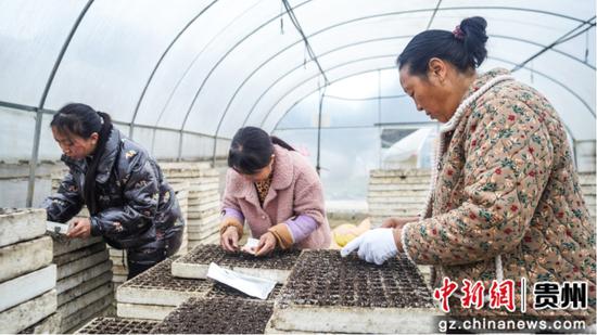 大棚里村民有条不紊地开展辣椒育苗工作 大棚里村民有条不紊地开展辣椒育苗工作