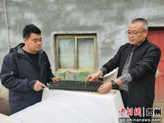 税务人员在驻村点查看辣椒苗生长情况。 税务人员在驻村点查看辣椒苗生长情况。