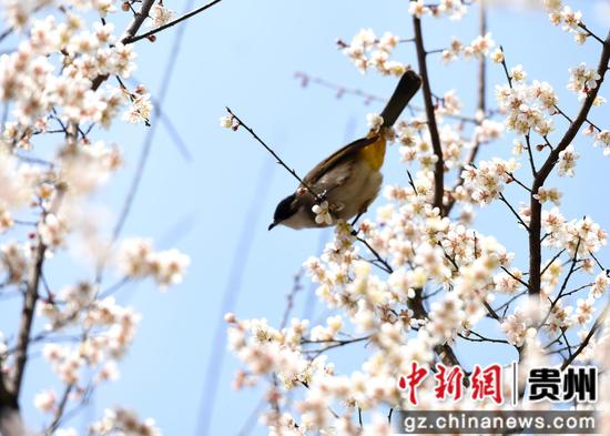 六盘水水城河畔鲜花盛开