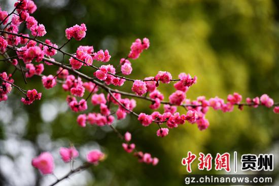 六盘水水城河畔鲜花盛开