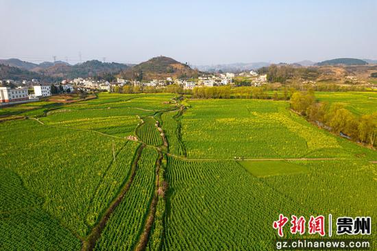 贵州省黔西市洪水镇油菜花田园。 贵州省黔西市洪水镇油菜花田园。