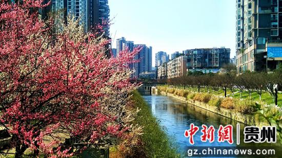 六盘水水城河畔鲜花盛开