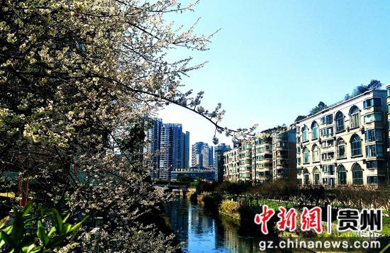 六盘水水城河畔鲜花盛开