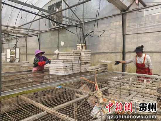 赫章正丰农业有限公司蔬菜大棚育苗忙。江雪摄 赫章正丰农业有限公司蔬菜大棚育苗忙。江雪摄