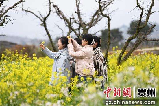 3月12日，游客在贵阳市南明区永乐乡干井村赏花游玩。