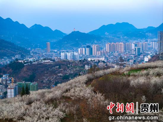 3月10日,贵州省毕节市赫章县樱桃花海与县城交相辉映 。陈春志 摄 3月10日,贵州省毕节市赫章县樱桃花海与县城交相辉映 。陈春志 摄