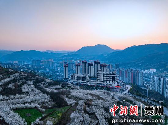 3月10日,贵州省毕节市赫章县樱桃花海与县城交相辉映 。陈春志 摄 3月10日,贵州省毕节市赫章县樱桃花海与县城交相辉映 。陈春志 摄