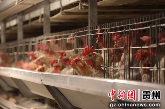 智慧养鸡 智慧养鸡