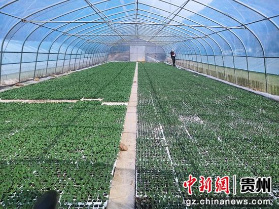 赫章正丰农业有限公司蔬菜大棚育苗忙。江雪摄 赫章正丰农业有限公司蔬菜大棚育苗忙。江雪摄