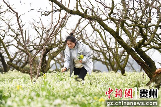 3月12日，游客在贵阳市南明区永乐乡干井村赏花游玩。