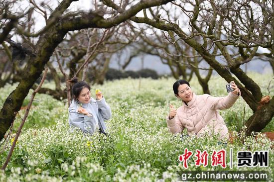 3月12日，游客在贵阳市南明区永乐乡干井村赏花游玩。