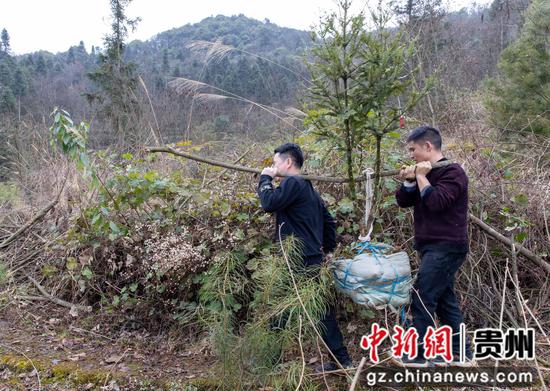3月11日,贵州大沙河国家级自然保护区工作人员,在道真自治县阳溪镇四坪村青菜坪银杉培育回归基地转运篦子三尖杉苗。 3月11日,贵州大沙河国家级自然保护区工作人员,在道真自治县阳溪镇四坪村青菜坪银杉培育回归基地转运篦子三尖杉苗。
