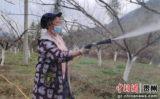 工人们对果树进行病虫害防治 工人们对果树进行病虫害防治