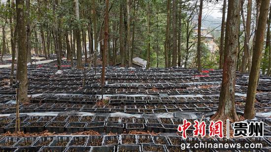 剑河县久仰镇久丢村林下金线莲种植基地。彭开燚摄 剑河县久仰镇久丢村林下金线莲种植基地。彭开燚摄