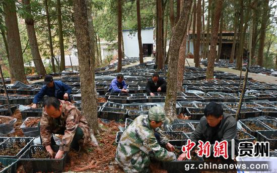 村民正在管护金线莲。刘梦摄 村民正在管护金线莲。刘梦摄