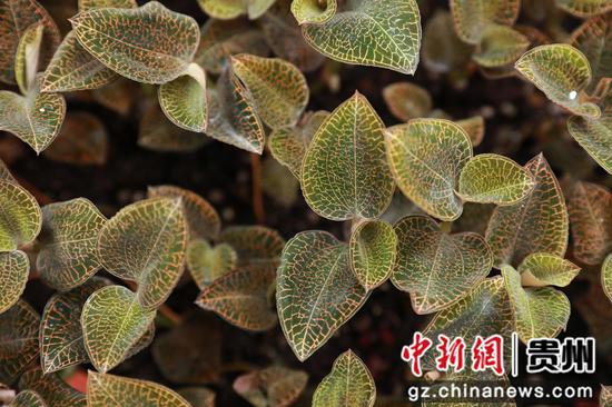 林下长势良好的金线莲。刘梦摄 林下长势良好的金线莲。刘梦摄