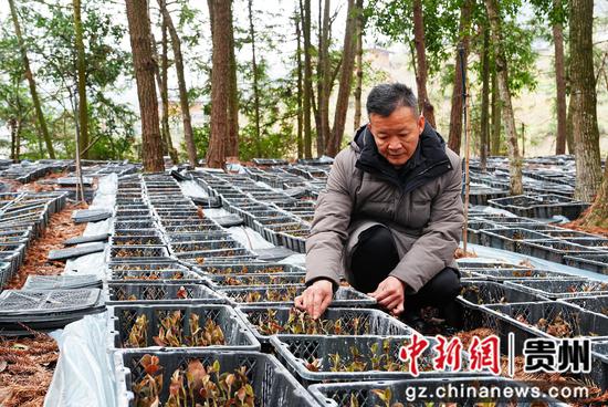 技术员正在查看金线莲长势。刘梦摄 技术员正在查看金线莲长势。刘梦摄