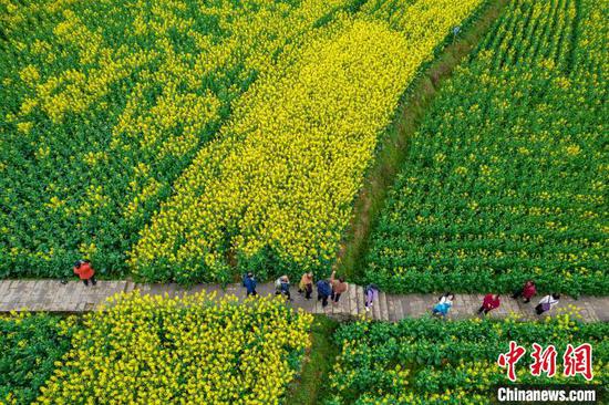 图为3月15日游客在观赏油菜花。史开心 摄 图为3月15日游客在观赏油菜花。史开心 摄