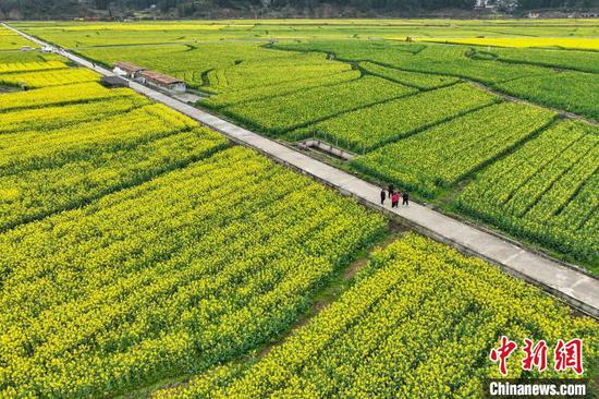 3月18日,航拍贵州省黔南布依族苗族自治州贵定县盘江镇金海雪山景区的油菜花海,金黄色的油菜花与乡间小道、村庄、山林相映成趣,构成一幅美丽的春日画卷。(无人机照片)中新社记者 瞿宏伦 摄 3月18日,航拍贵州省黔南布依族苗族自治州贵定县盘江镇金海雪山景区的油菜花海,金黄色的油菜花与乡间小道、村庄、山林相映成趣,构成一幅美丽的春日画卷。(无人机照片)中新社记者 瞿宏伦 摄