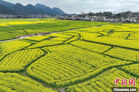 3月18日,航拍贵州省黔南布依族苗族自治州贵定县盘江镇金海雪山景区的油菜花海,金黄色的油菜花与乡间小道、村庄、山林相映成趣,构成一幅美丽的春日画卷。(无人机照片)中新社记者 瞿宏伦 摄 3月18日,航拍贵州省黔南布依族苗族自治州贵定县盘江镇金海雪山景区的油菜花海,金黄色的油菜花与乡间小道、村庄、山林相映成趣,构成一幅美丽的春日画卷。(无人机照片)中新社记者 瞿宏伦 摄