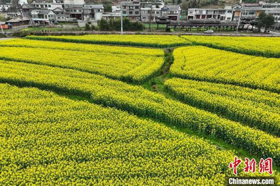 3月18日,航拍贵州省黔南布依族苗族自治州贵定县盘江镇金海雪山景区的油菜花海,金黄色的油菜花与乡间小道、村庄、山林相映成趣,构成一幅美丽的春日画卷。(无人机照片)中新社记者 瞿宏伦 摄 3月18日,航拍贵州省黔南布依族苗族自治州贵定县盘江镇金海雪山景区的油菜花海,金黄色的油菜花与乡间小道、村庄、山林相映成趣,构成一幅美丽的春日画卷。(无人机照片)中新社记者 瞿宏伦 摄