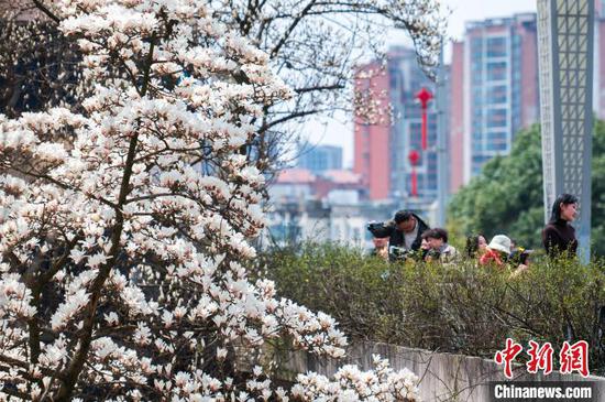 3月19日,市民在贵阳市白云区朝晖路赏花拍照。唐哲 摄 3月19日,市民在贵阳市白云区朝晖路赏花拍照。唐哲 摄