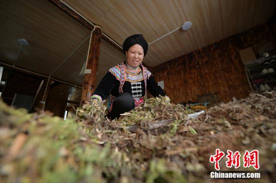 贵州省从江县丙妹镇大塘村五里坡瑶寨的村民在晾晒药材。吴德军 摄