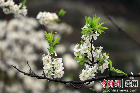 李花与新叶同绽，展现春日的蓬勃生机。罗金 摄