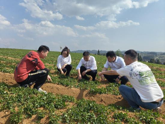 图为该行实地考察太子参生长情况 工行贵州省分行供图 图为该行实地考察太子参生长情况 工行贵州省分行供图
