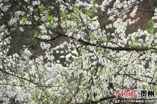 李树枝头繁花如雪，新绿嫩芽点缀其间。罗金 摄