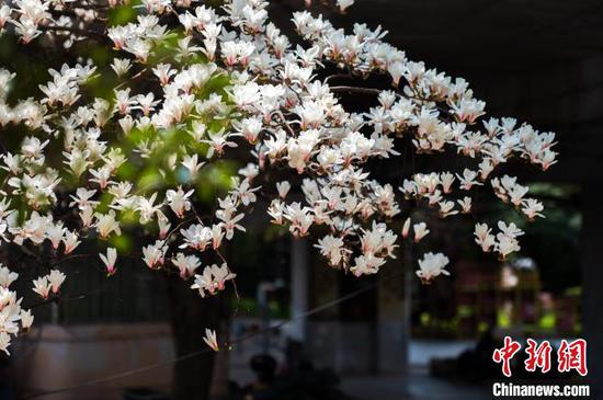 3月19日,贵阳市白云区朝晖路盛开的玉兰花。唐哲 摄 3月19日,贵阳市白云区朝晖路盛开的玉兰花。唐哲 摄