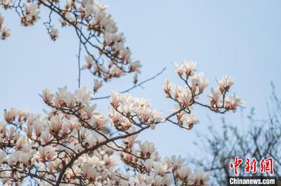 3月19日,贵阳市白云区朝晖路盛开的玉兰花。唐哲 摄 3月19日,贵阳市白云区朝晖路盛开的玉兰花。唐哲 摄