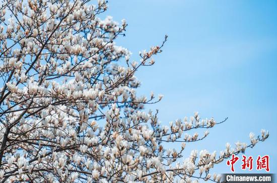 3月19日,贵阳市白云区朝晖路盛开的玉兰花。唐哲 摄 3月19日,贵阳市白云区朝晖路盛开的玉兰花。唐哲 摄